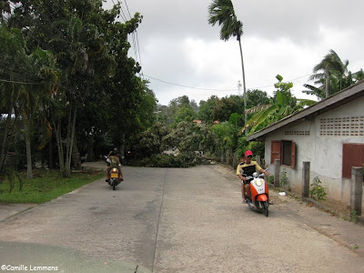 Durian tree, felled by the storm