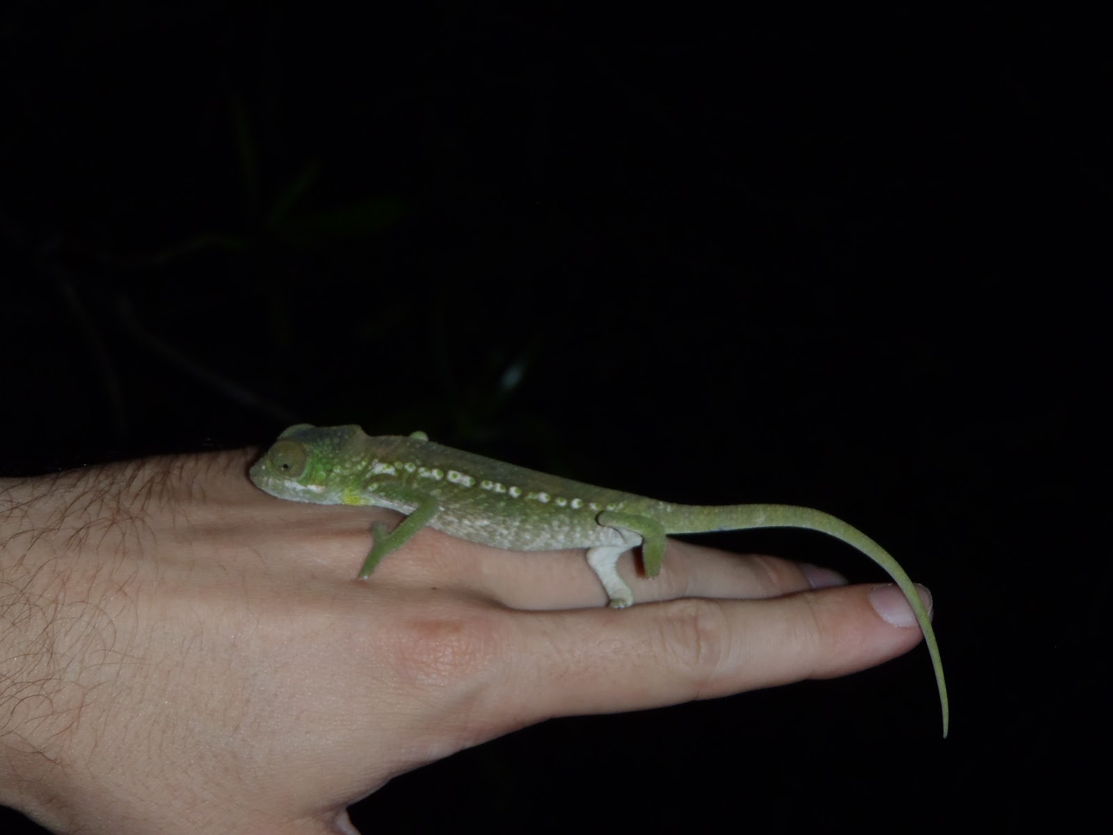Hapalemur Ever After: Colorful Chameleons!