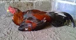 63+ Gambar Ayam Habis Tarung Paling Bagus 63+ Gambar Ayam Habis Tarung Paling Bagus
