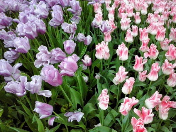 tulips Norway Συμβαίνουν γύρω σου ή... συν+βαίνουν με εσένα; Θέληση; (Όσλο)