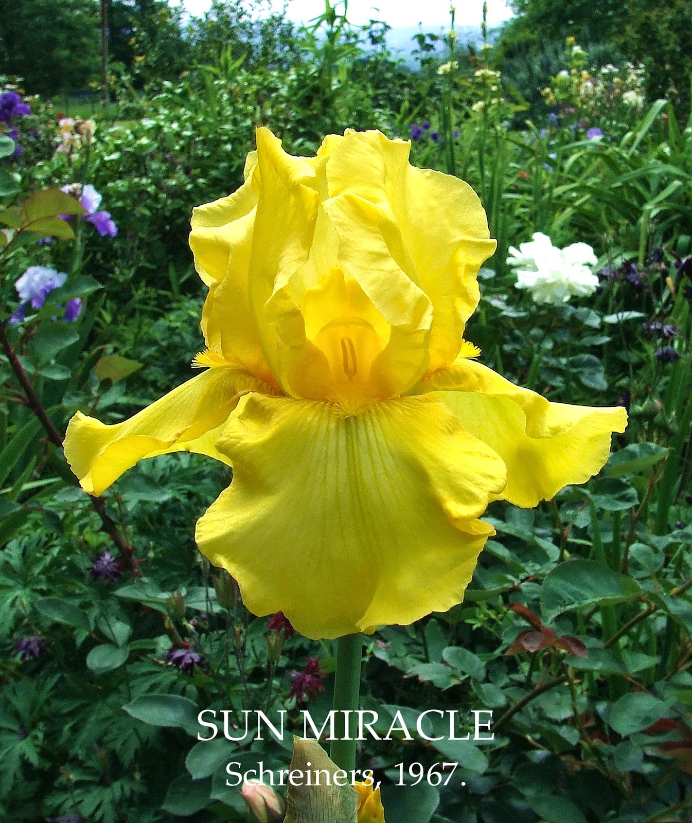 Classic Tall Bearded Iris SUN MIRACLE HERITAGE IRISES