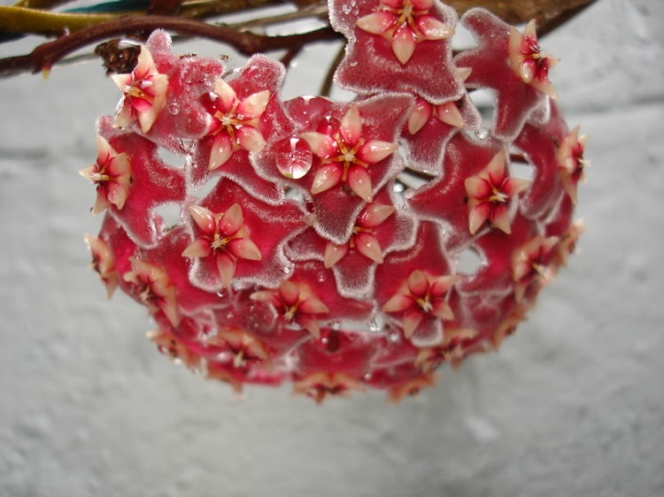 PlantaMer: Flor de Cera