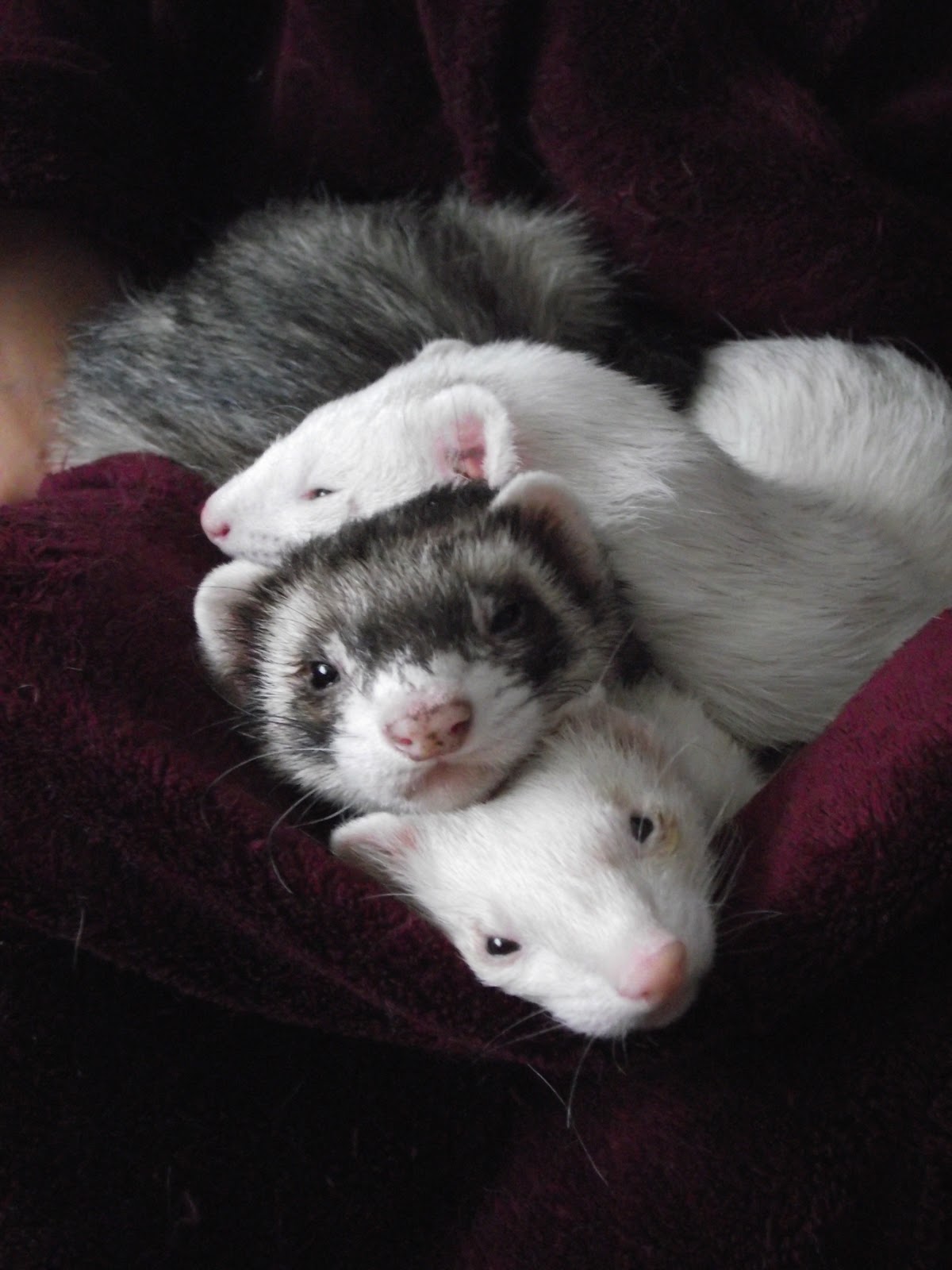Ferrets in the North Why rescue?
