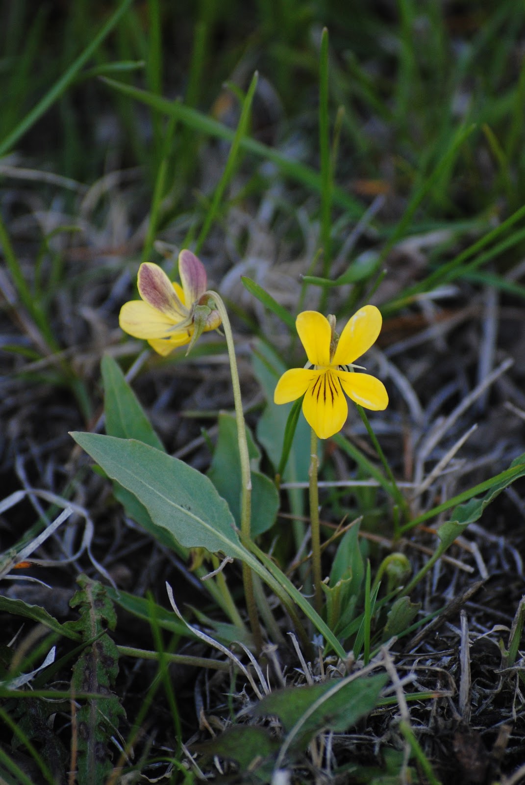 Odd Plants