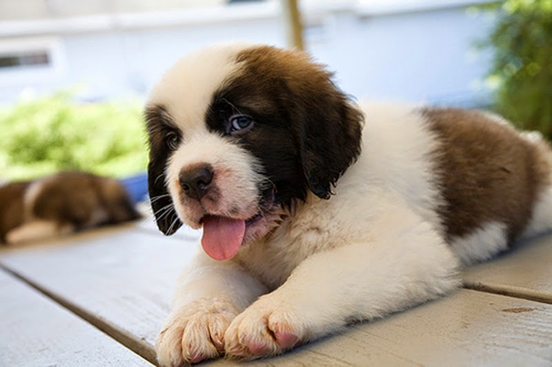 Rules of the Jungle Saint Bernard puppies