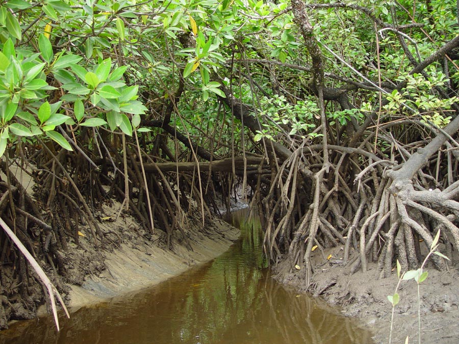 Mangroves Pics