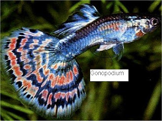 male guppy