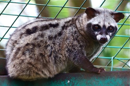 Malayan Civet | Animal Wildlife