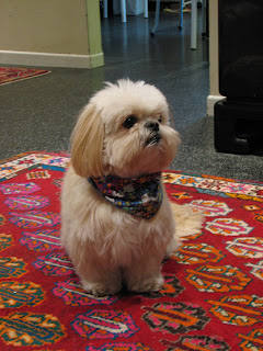 shih-tzu dog wearing a bandanna