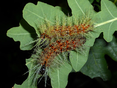 Hylesia praeda caterpillar Hylesia praeda caterpillar