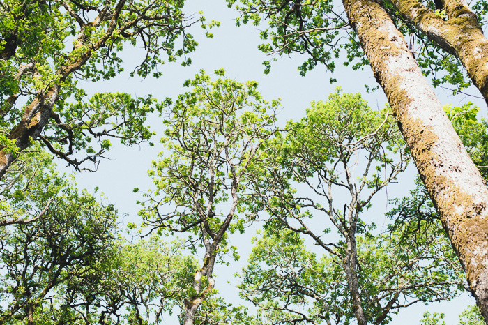 pretty green treetops Summer Photos