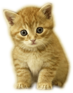 <b>gatitos png</b>,rosavecina.net ~ rosavecina.net
