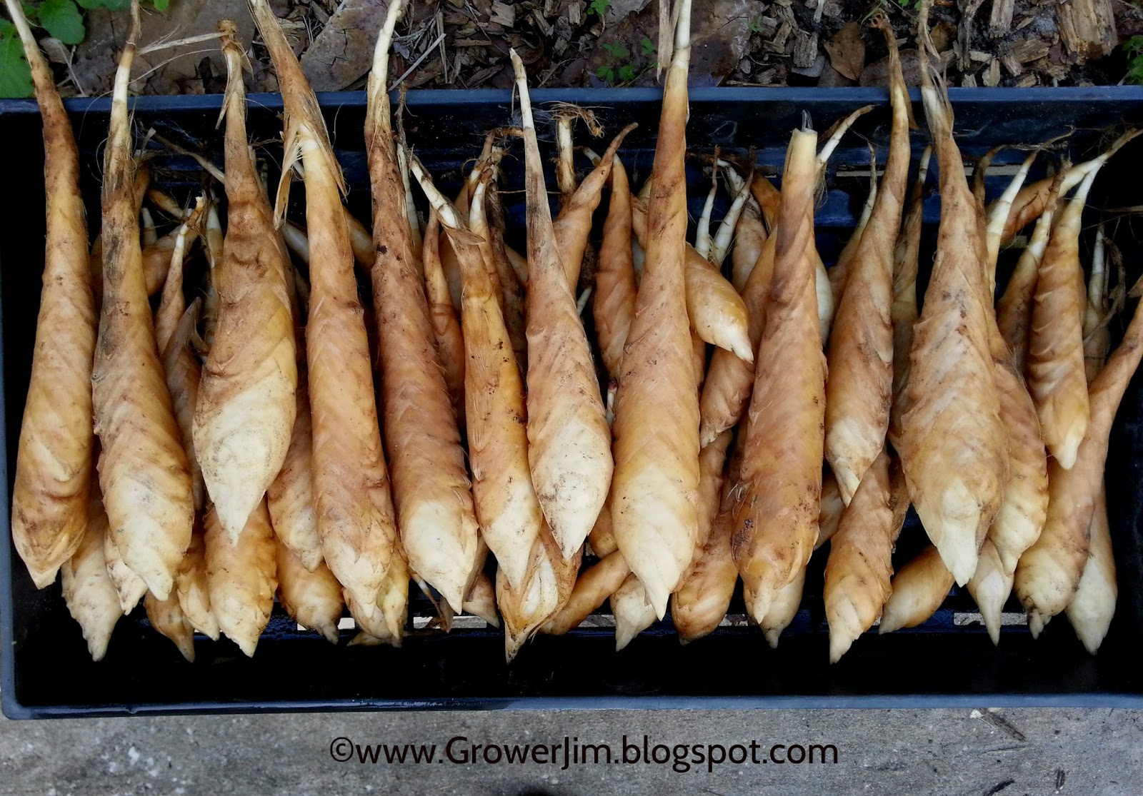 Arrowroot, Tuber, Edible Starch & Culinary Uses