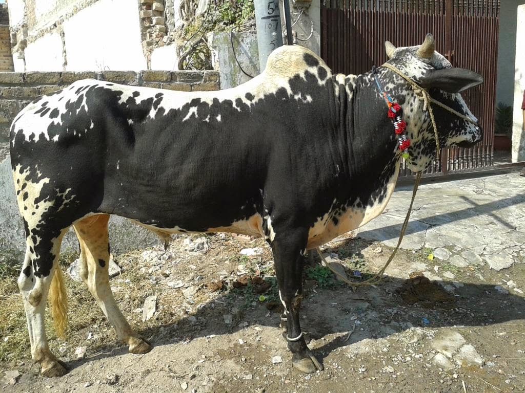 Dangerous+Cow+Qurbani Bakra Eid 2013,Camel Qurbani,Eid Al Adha Mubarak,Cow Sacrifice,Eid-ul ...