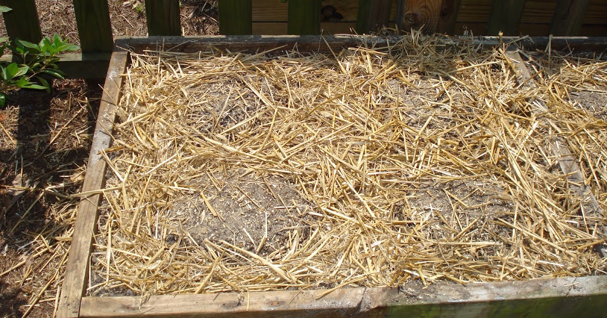 The Simple Life's for Me Corn mounds and a "Garden update"