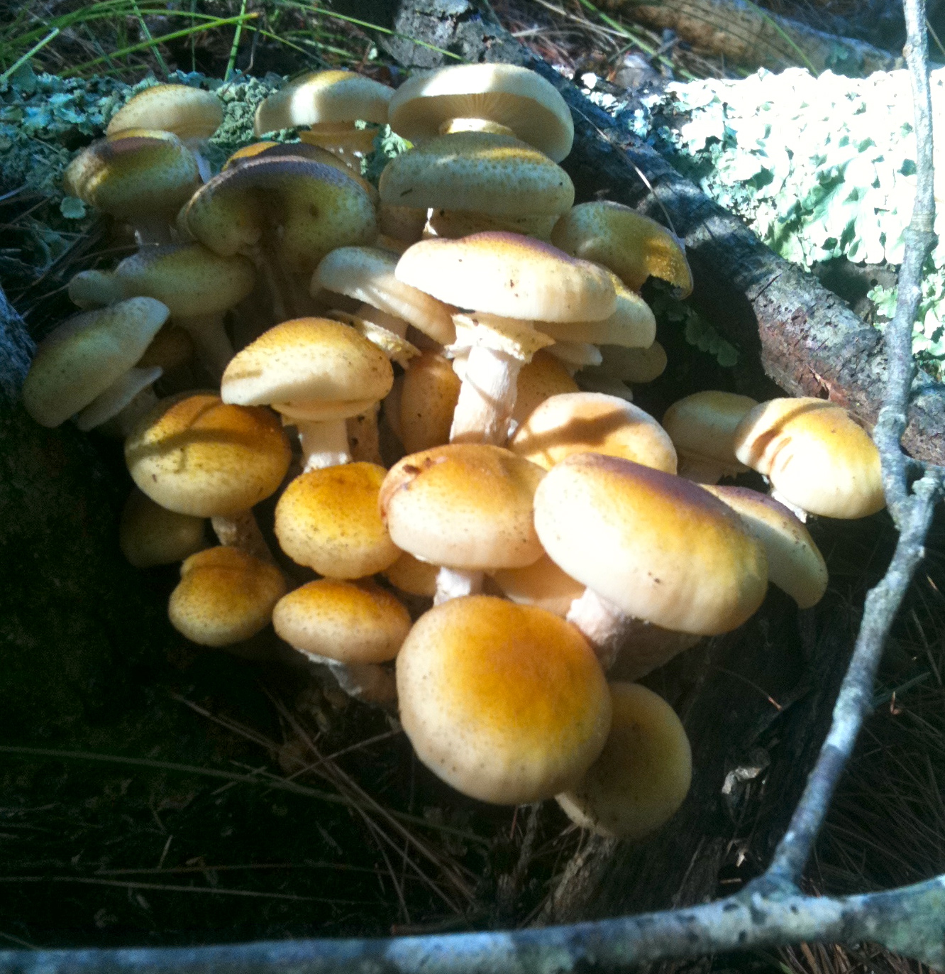 Fungiphilia Honey Mushroom (Armillaria mellea)