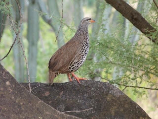 Hildebrandt's Francolin
