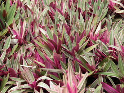 Moses-in-a-Basket Rhoeo discolor at Orchid World Barbados by garden muses-not another Toronto gardening blog