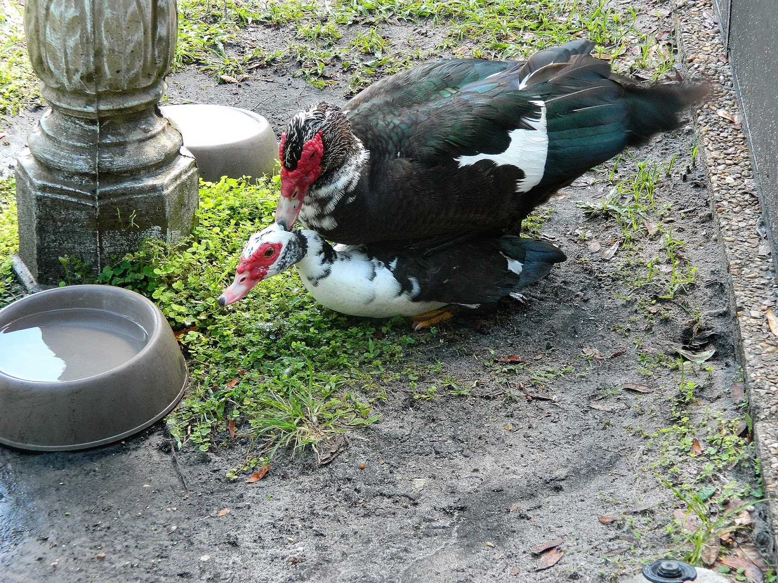 Male Muscovy ducks have corkscrew shaped penises and females also have