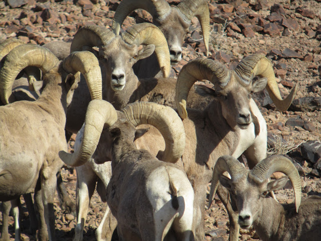 AZ+Desert+Bighorn+Sheep+Scouting+Pics+by+Colburn+and+Scott+Outfitters+13.JPG