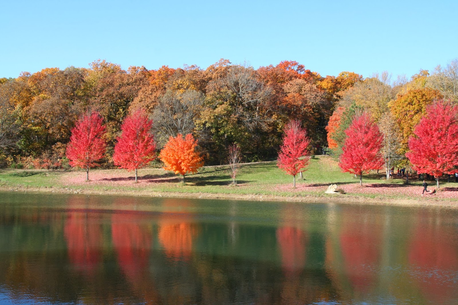 Alice Dreaming Rim Rock Farm Lawrence Kansas