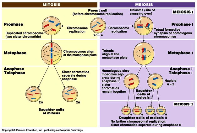 Mitosis And Meiosis Difference Chart