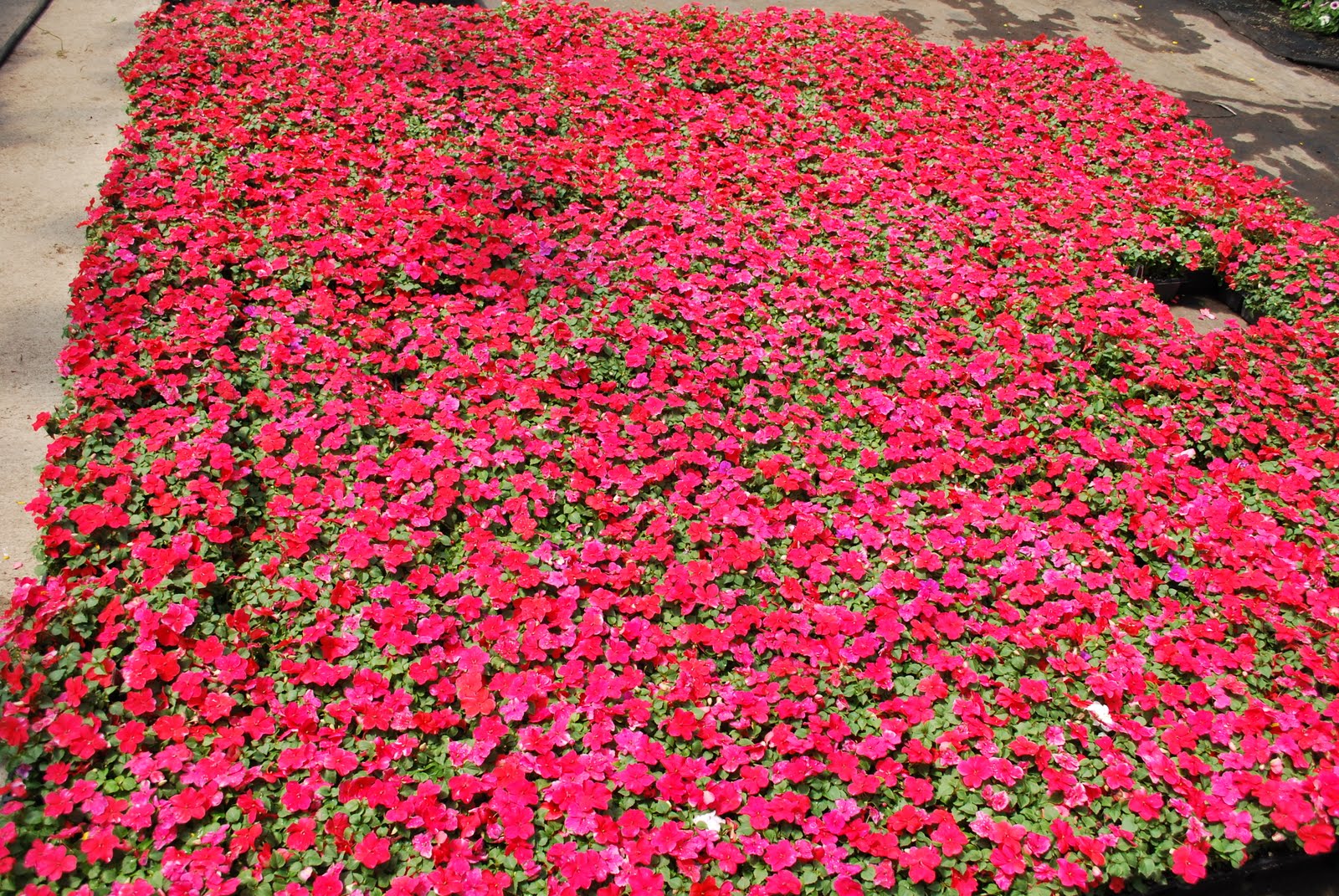 Flower Farms