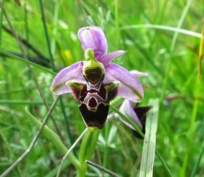 ophrys scolopax
