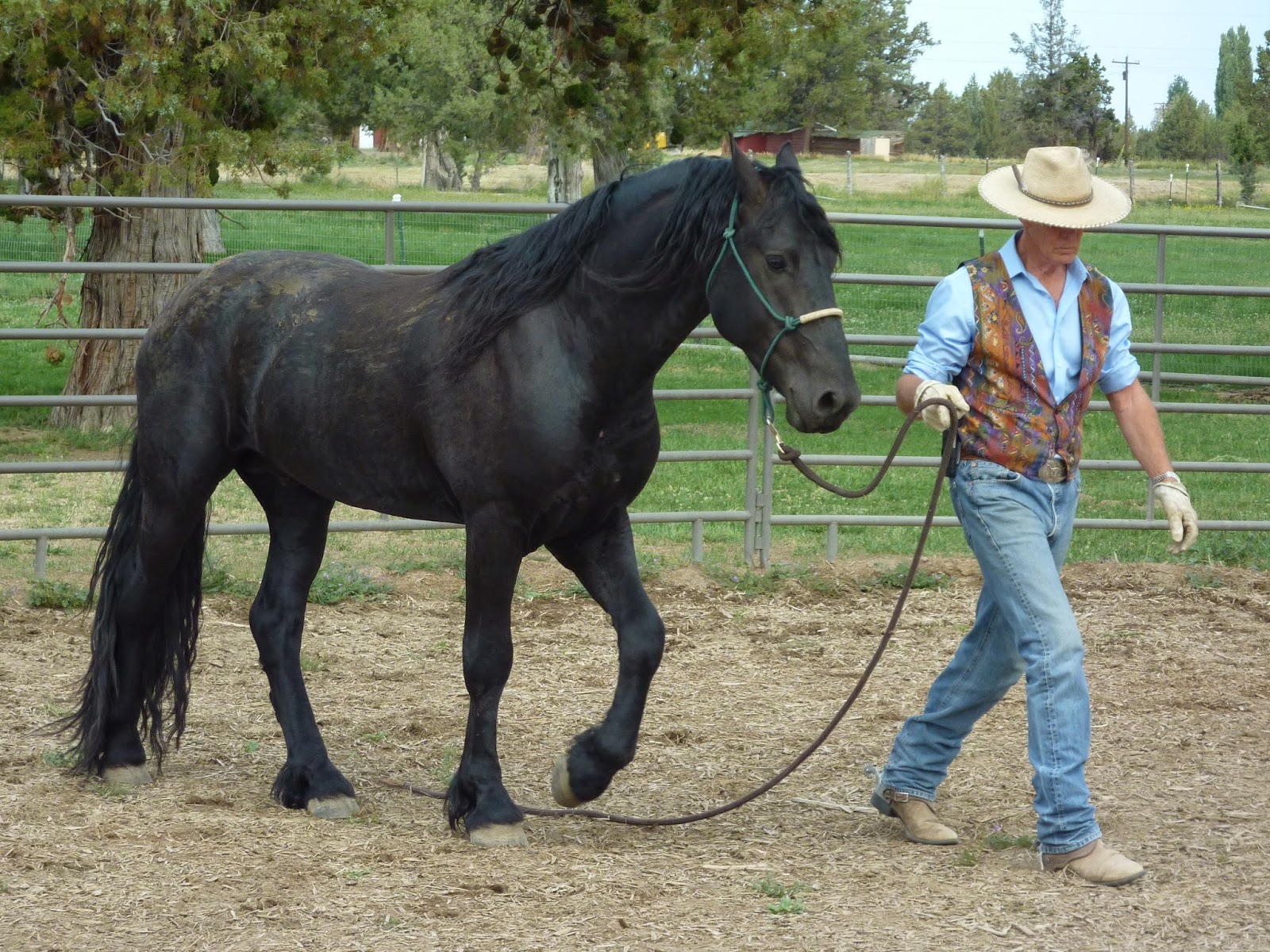 Russell B. Hunston Central Oregon Professional Horse Trainer 541