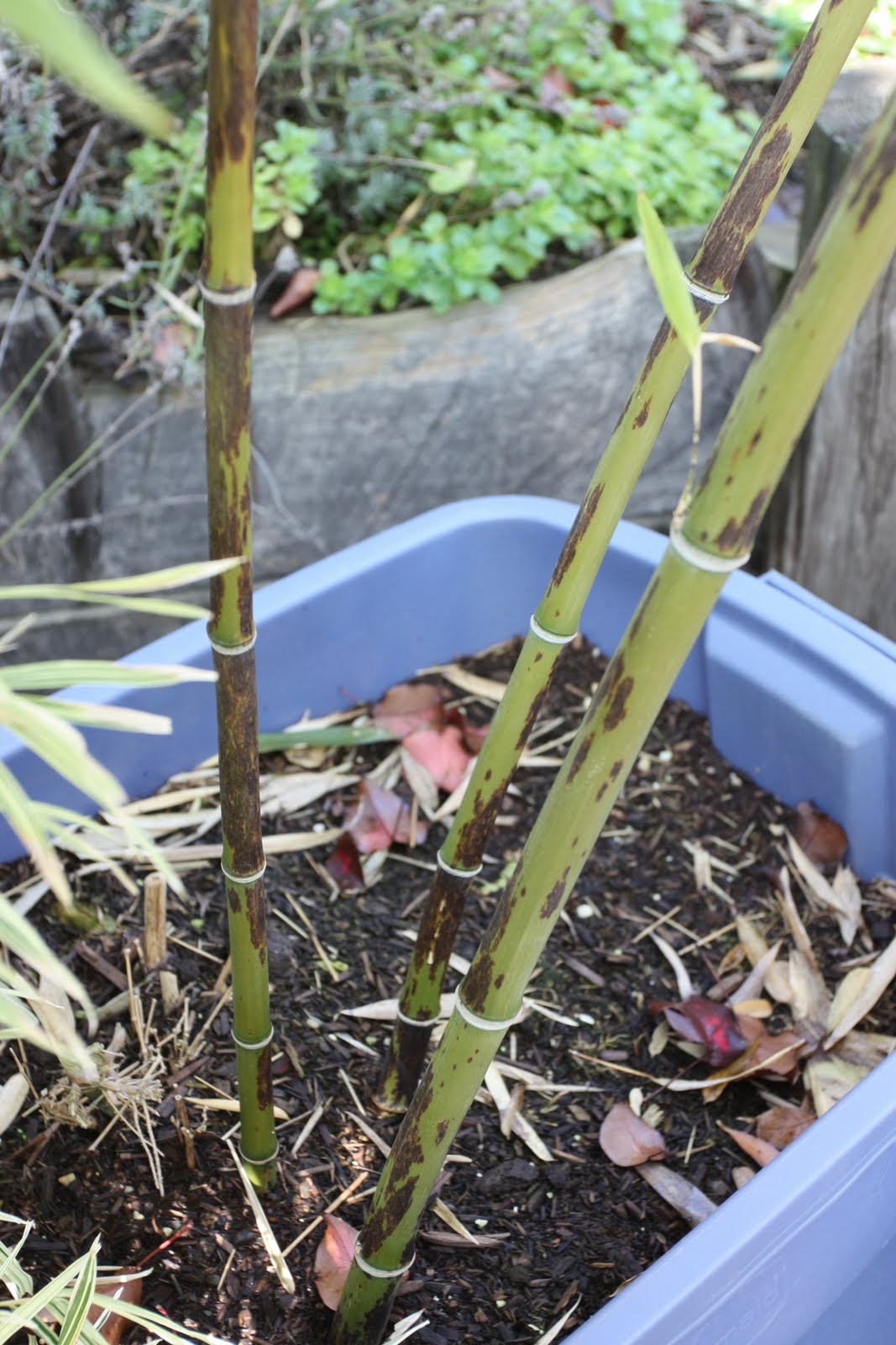 Bamboo Geek Black Bamboo what a beauty!