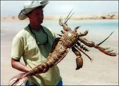 Click on the Image for a Larger View funny_picture_big_insect