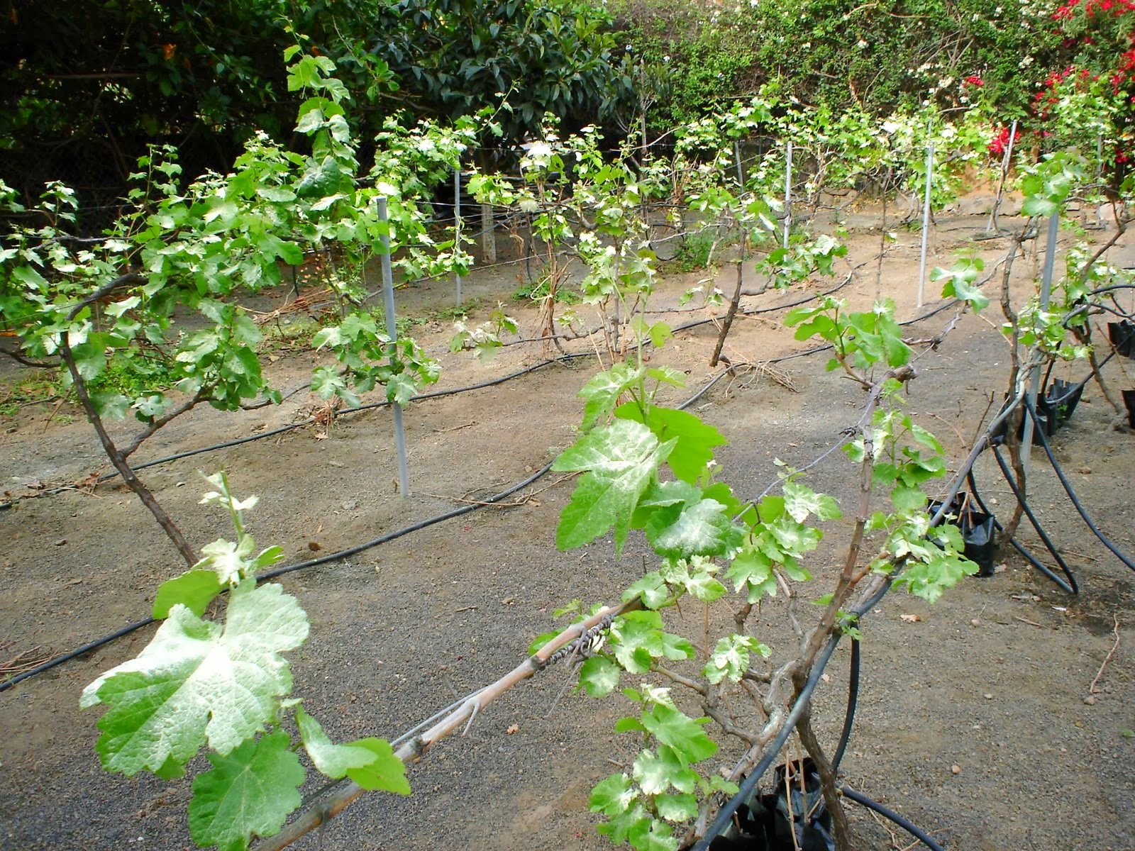 Araña amarilla (Tetranychu urticae) | Insectos en mi huerto