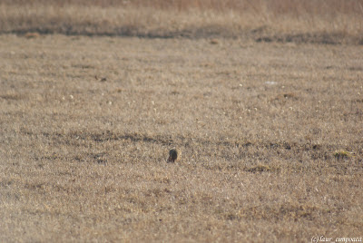 Sorecar Comun-Common Buzzard-Buteo-buteo-Mäusebussard-Egerészölyv-Busevariable