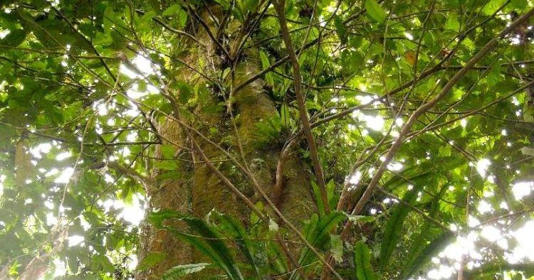 diddayz wood: POHON ULIN