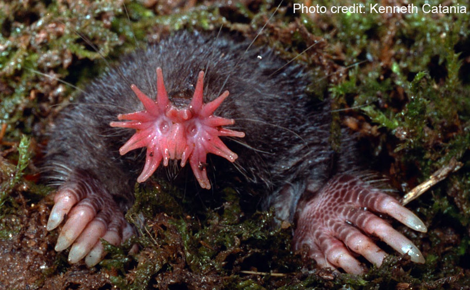 The StarNosed Mole and How I Once Fought a Cougar! Josh's World