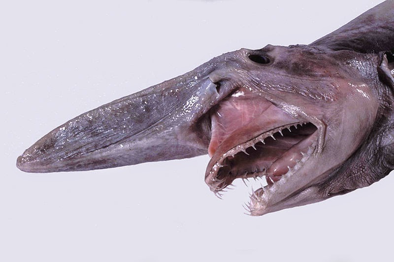 Goblin shark head with jaws extended Image showing a goblin shark (Mitsukurina owstoni) head with the jaws extended
