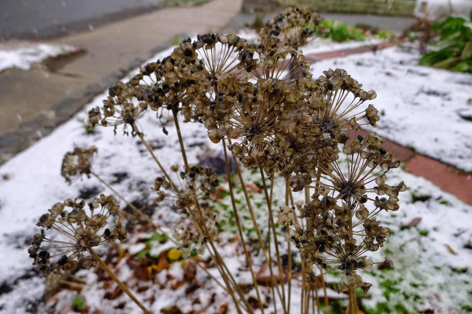 Less Noise, More Green Will perennials survive a snowstorm?