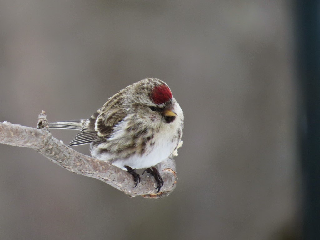 Birding North Central Massachusetts..... Late Jan...early Feb feeder birds
