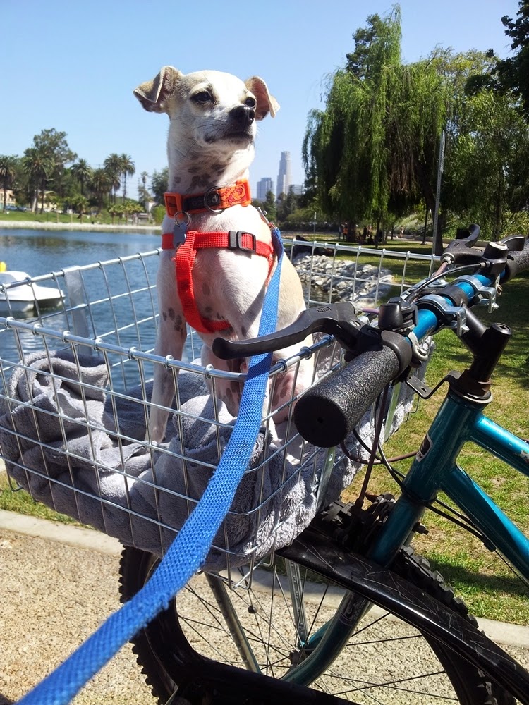 dog basket