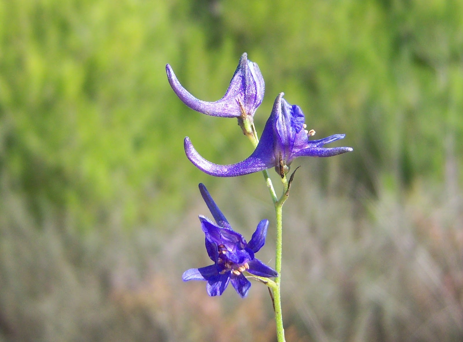 ESPUELA DE CABALLERO BOTÀNIC SERRAT
