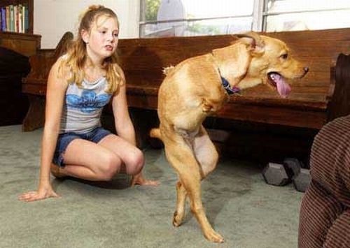 Dogs Walking on 2 Legs - Amazing Dogs Walking on 2 Legs - Amazing