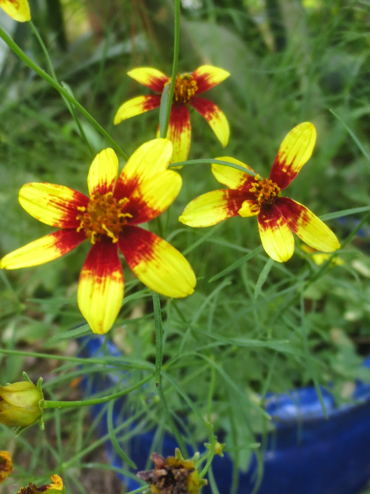 Tropical Texana JULY STALWARTS FLOWERS THAT BLOOM IN THE TEXAS FURNACE
