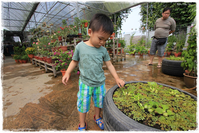 Kok Fah Technology farm local produce Singapore