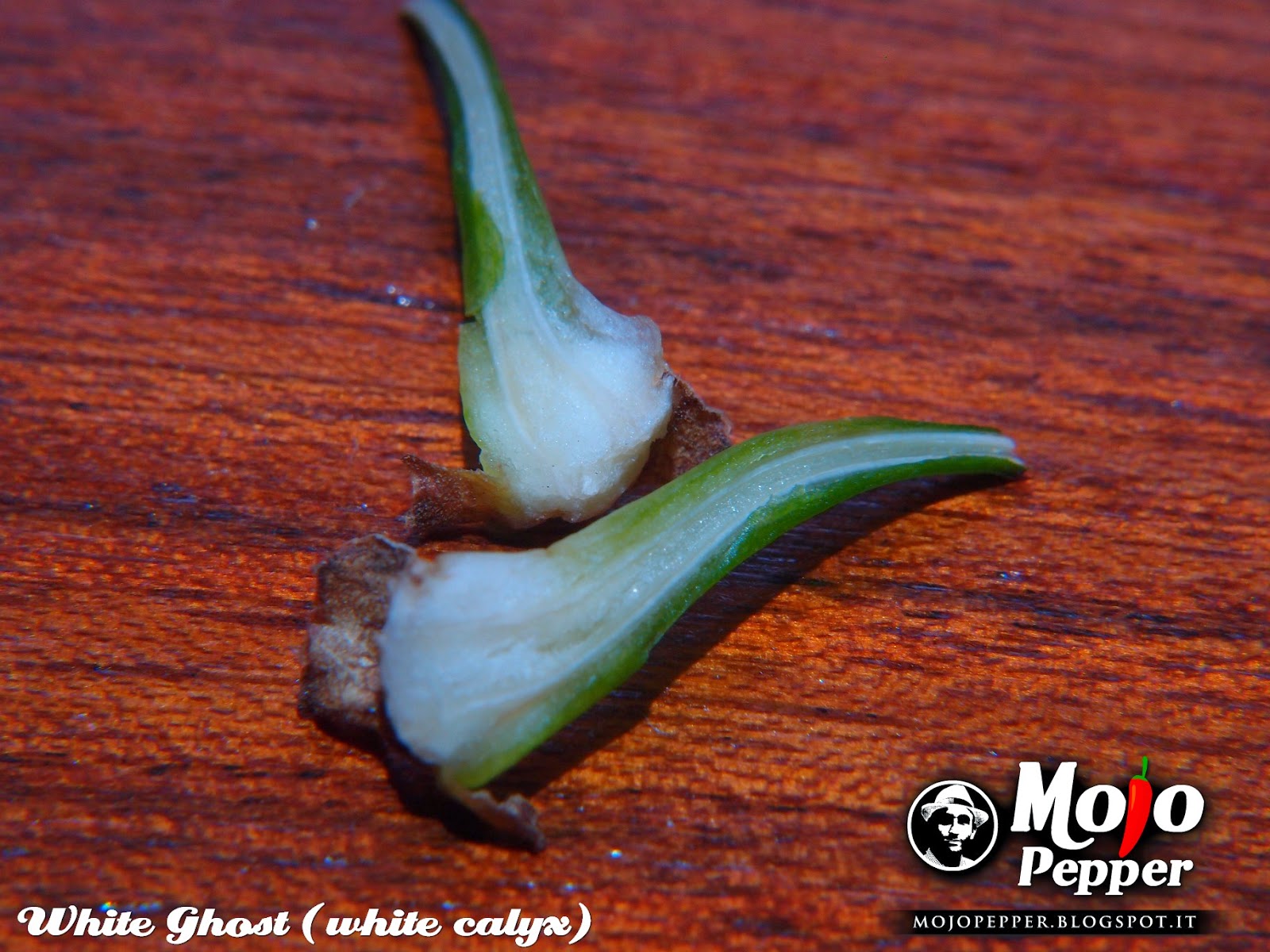 The Mojo Pepper Just a Chili Pepper grower White Ghost chili pepper with white calyx as bubblegum