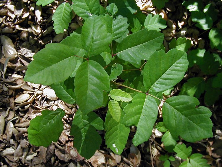 poison oak rash photos. poison