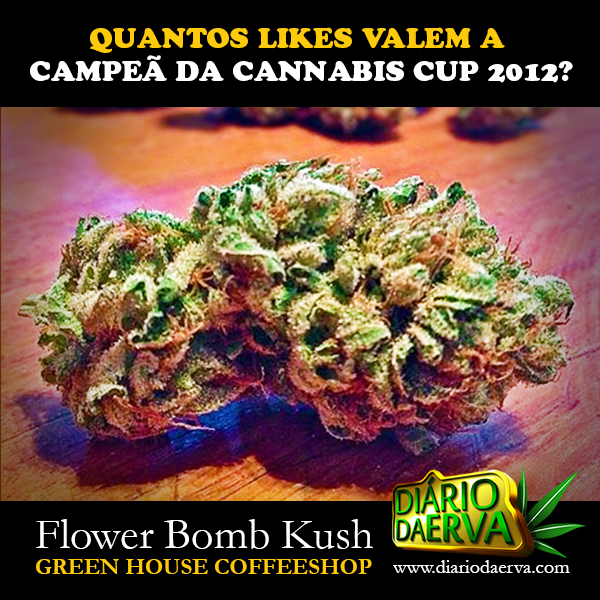 Flower Bomb Kush, Campeã da High Times Cannabis Cup 2012 Flower Bomb Kush, Campeã da High Times Cannabis Cup 2012