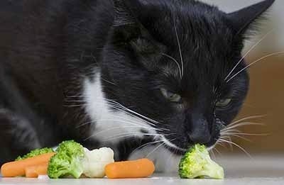 you really expect me to eat this?
