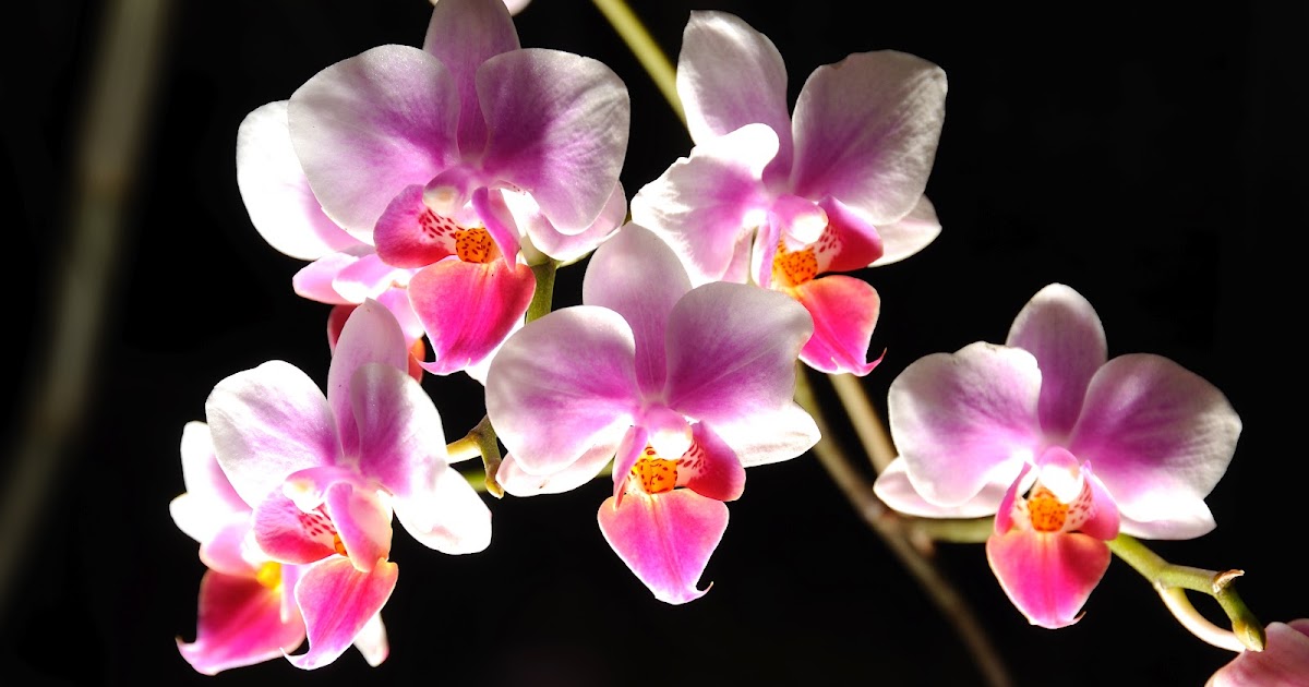 The Nikon Family Baby Orchids