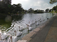 swans on lake isle of wight vectis
