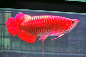 Ikan Arwana Super Red